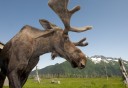 Photo of Wildlife Tour 8 moose